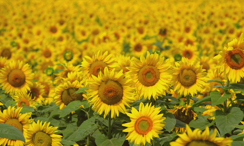 Bar Soap - Sunflower
