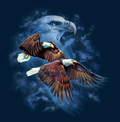 Harlequin T - Night Flyers