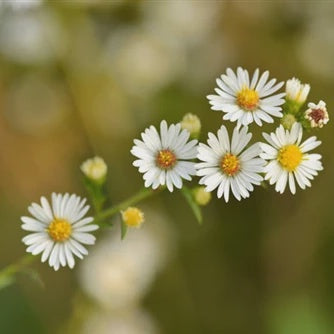 Essential Oil - Chamomile Roman