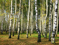Essential Oils - Birch Sweet