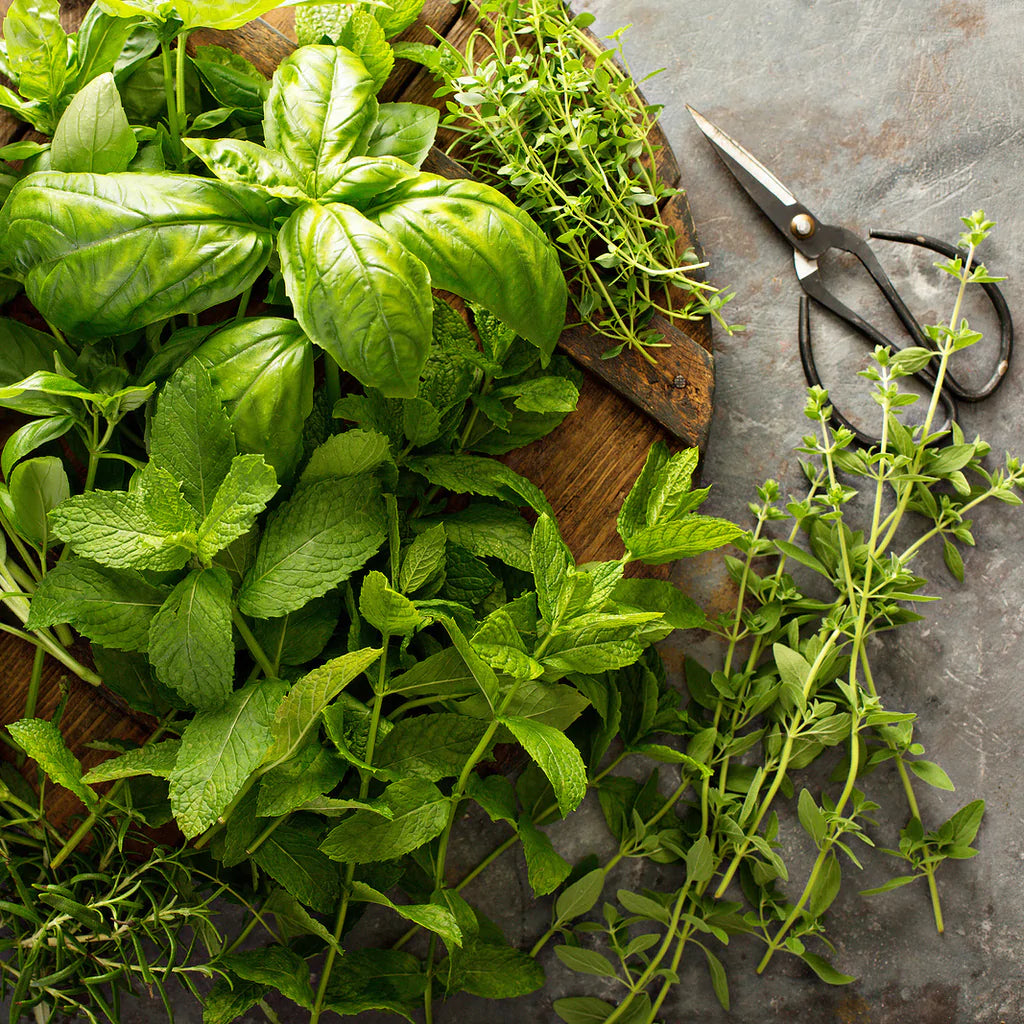 Essential Oils - Basil Blue Sage