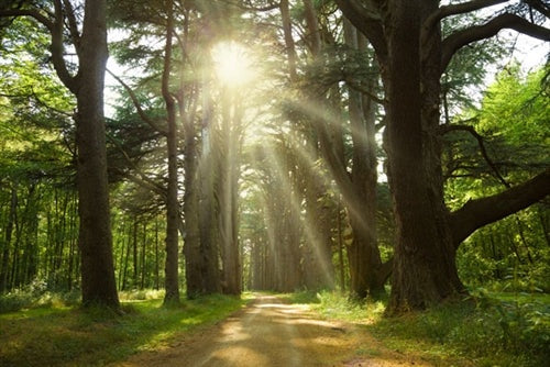 Essential Oils - Cedarwood Atlas