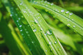 Essential Oils - Citronella