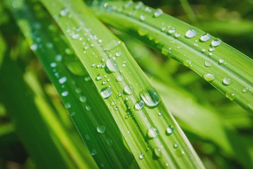 Essential Oils - Citronella