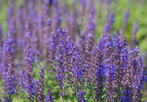 Essential Oils - Clary Sage