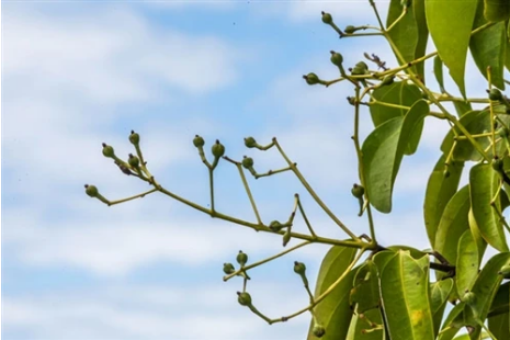 Essential Oils - Clove Bud