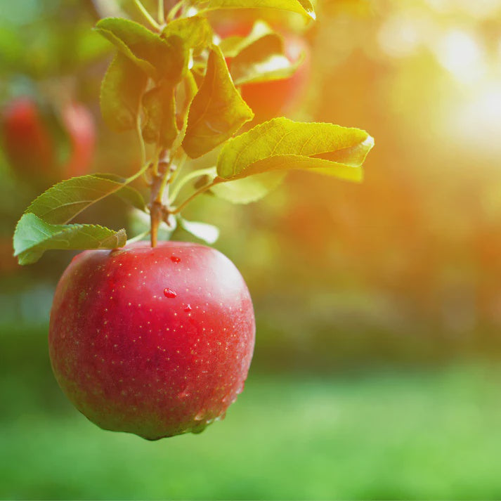 Essential Oils - Crisp Apple