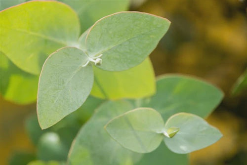 Essential Oils - Eucalyptus