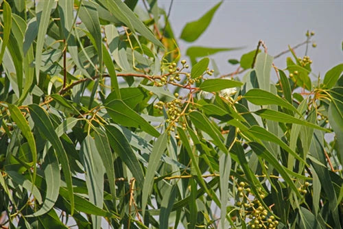 Essential Oils - Eucalyptus Lemon