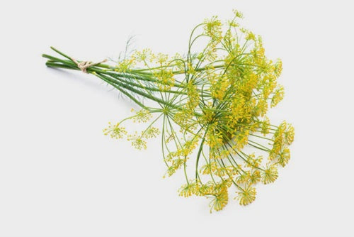 Essential Oils - Fennel Sweet