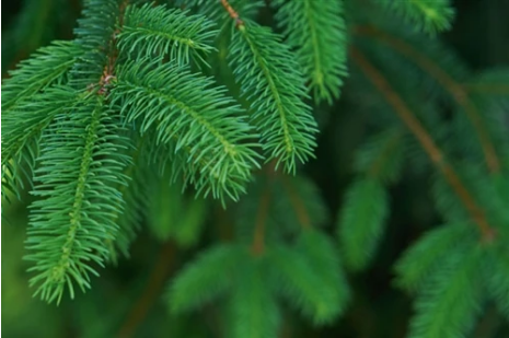 Essential Oils - Fir Needle