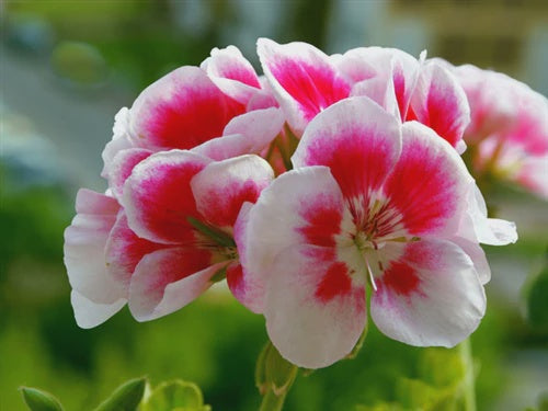 Essential Oils - Geranium