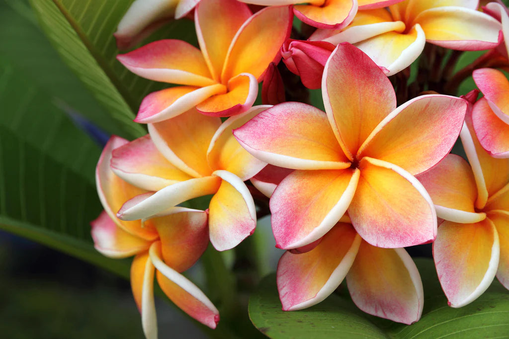 Essential Oils - Hawaiian Plumeria