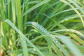 Essential Oils - Lemongrass