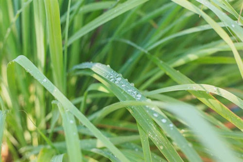 Essential Oils - Lemongrass