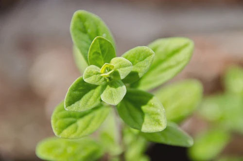 Essential Oils - Marjoram