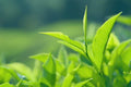Essential Oils - Tea Tree
