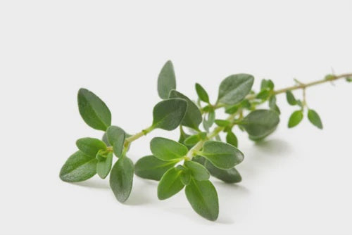 Essential Oils - Thyme White