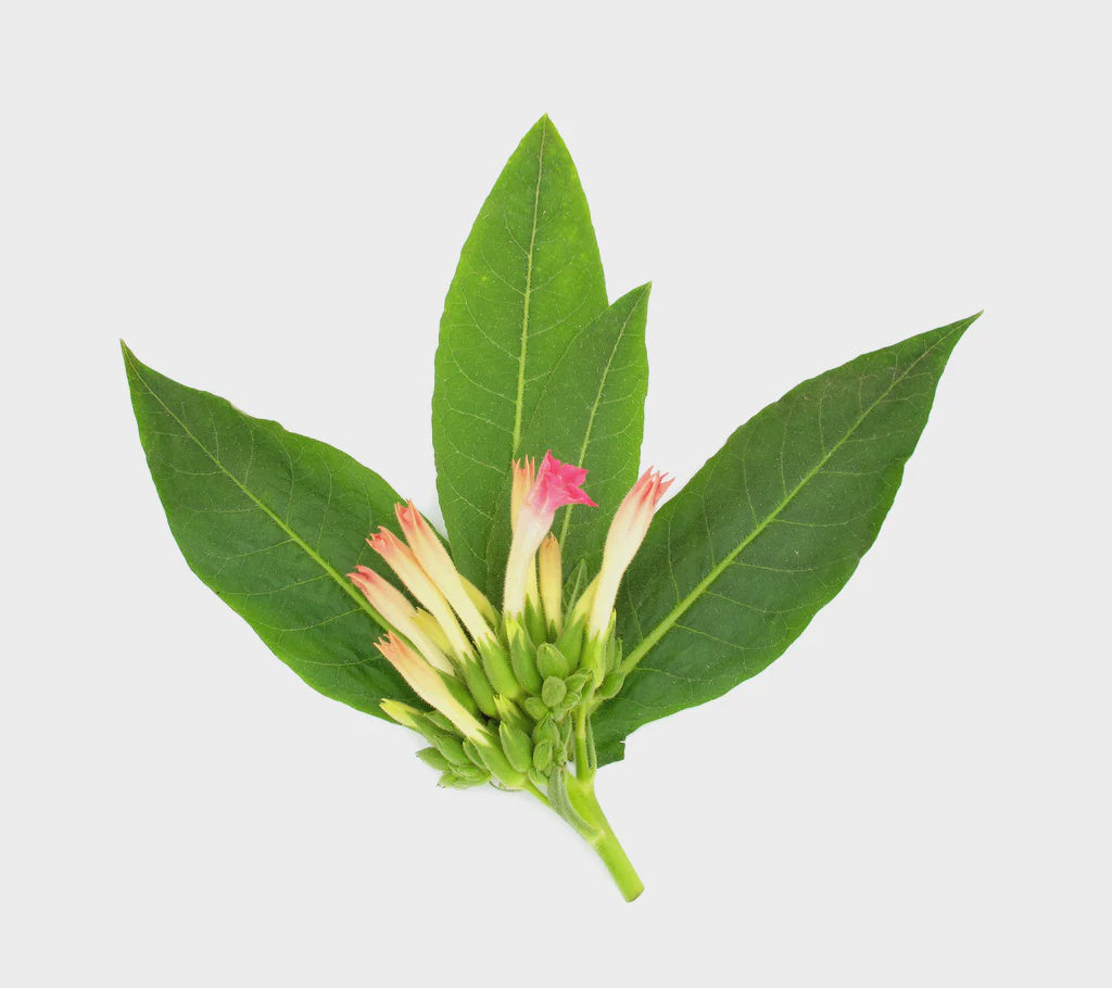 Essential Oils - Tobacco Leaves