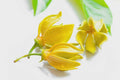 Essential Oils - Ylang Ylang Dark