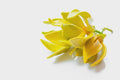 Essential Oils - Ylang Ylang
