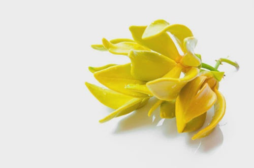 Essential Oils - Ylang Ylang